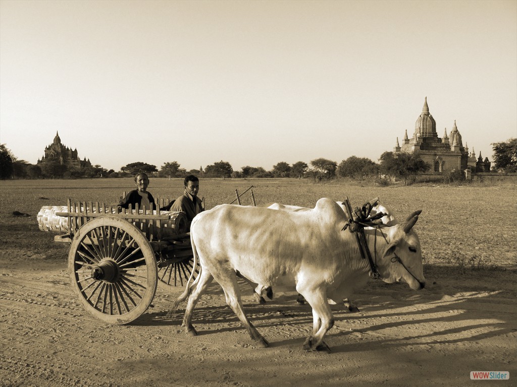 Landwirtschaft zwischen den Ruinen, Bagan