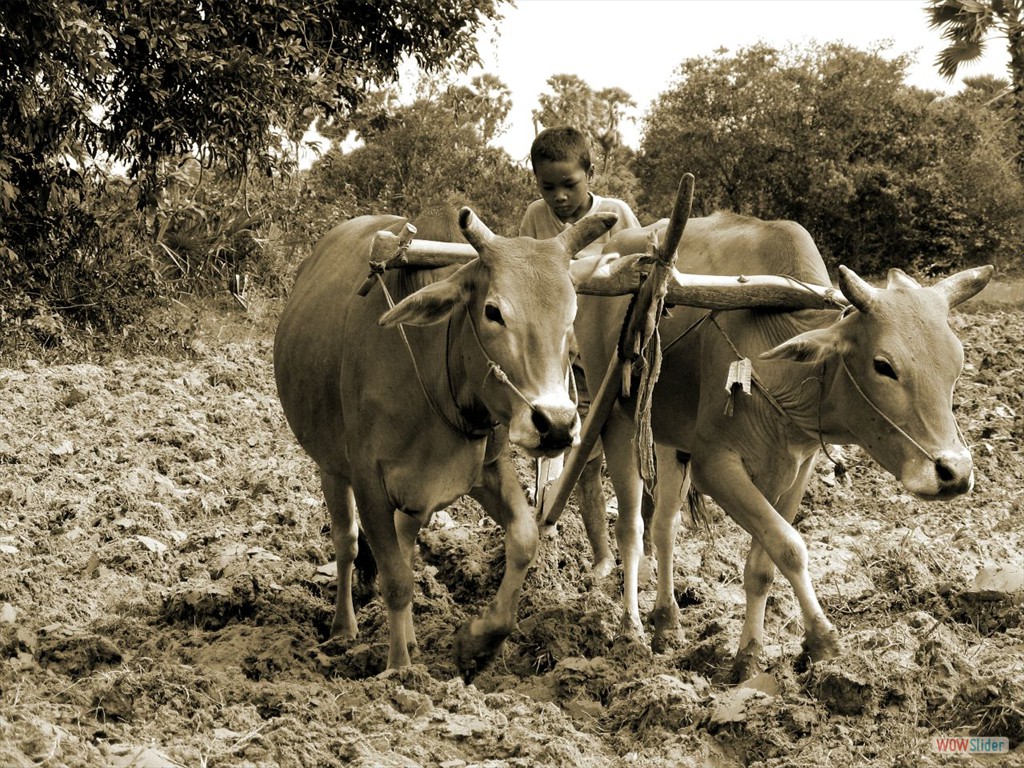 Back-breaking agriculture in Cambodia