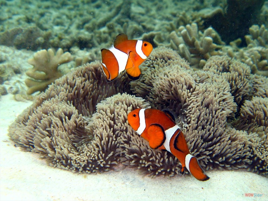 Clownfische, Pulau Rawa