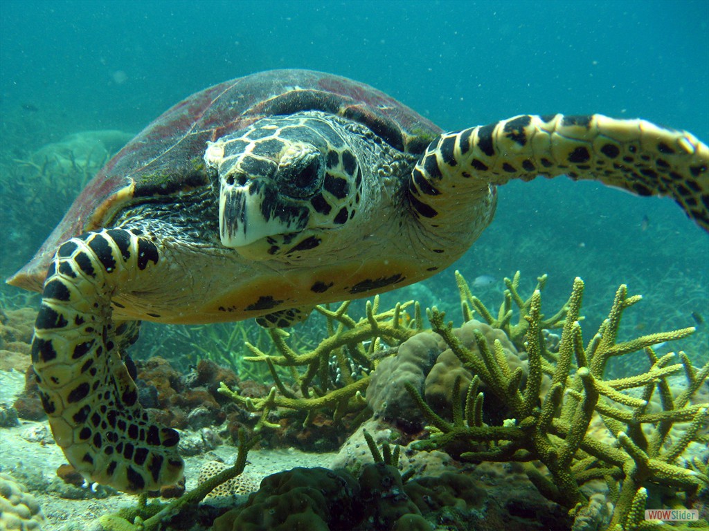 Schildkrte, Pulau Renas (Tioman)