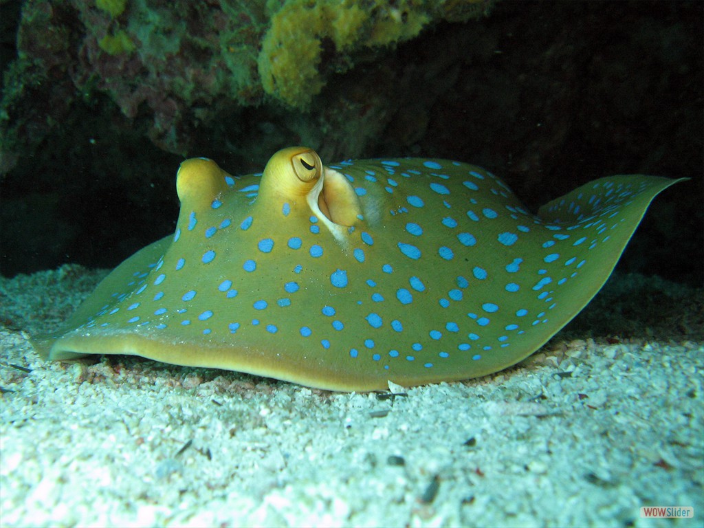 Blaupunktrochen, Pulau Renas (Tioman)