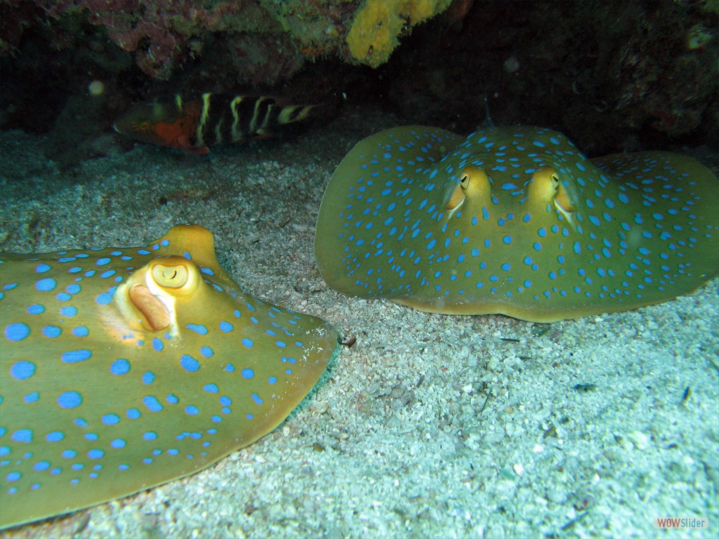 Blaupunktrochen, Pulau Renas (Tioman)