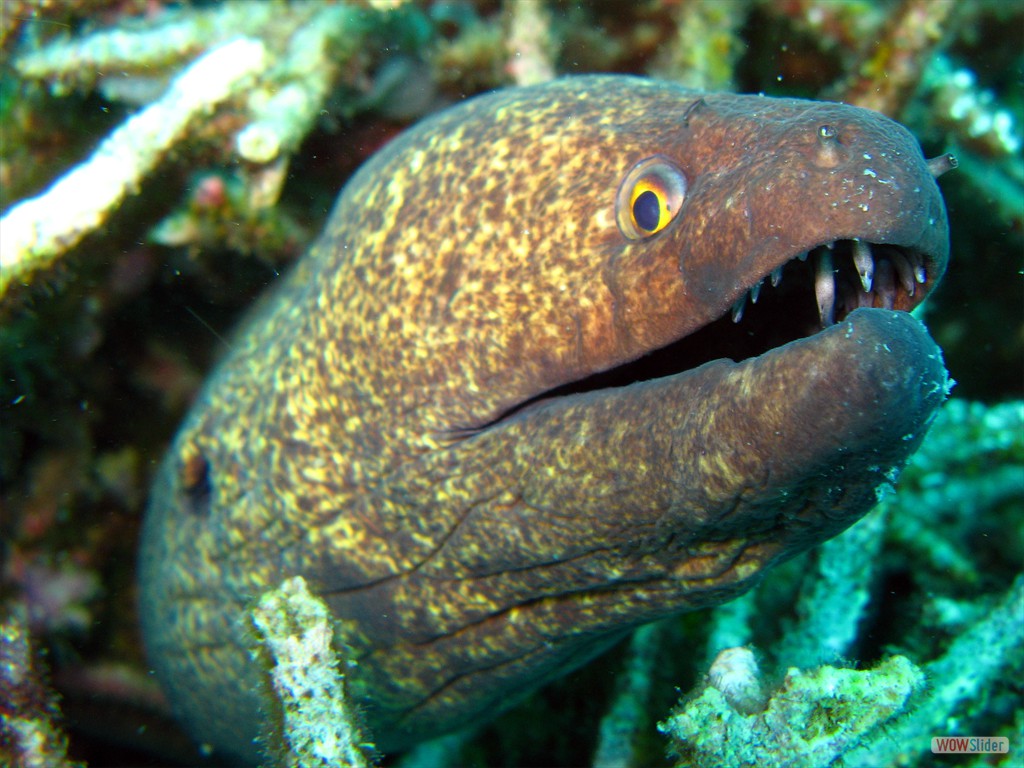 Murne, Malang Rocks (Tioman)