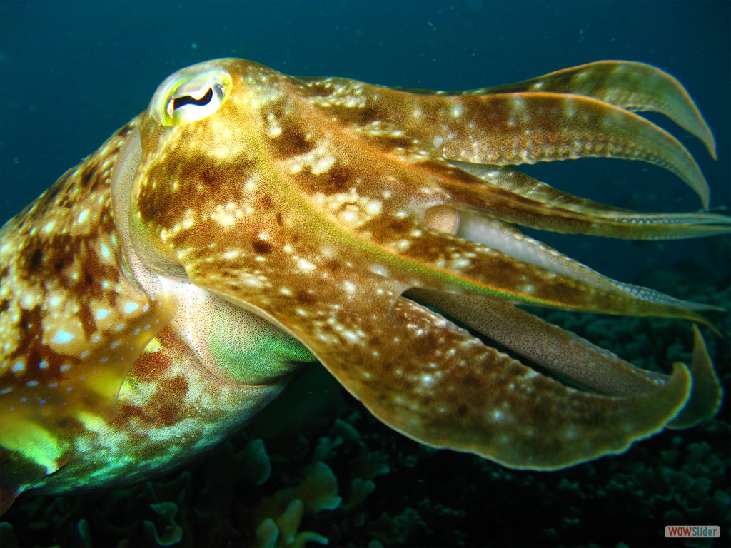 Sepia, Pulau Renas (Tioman)