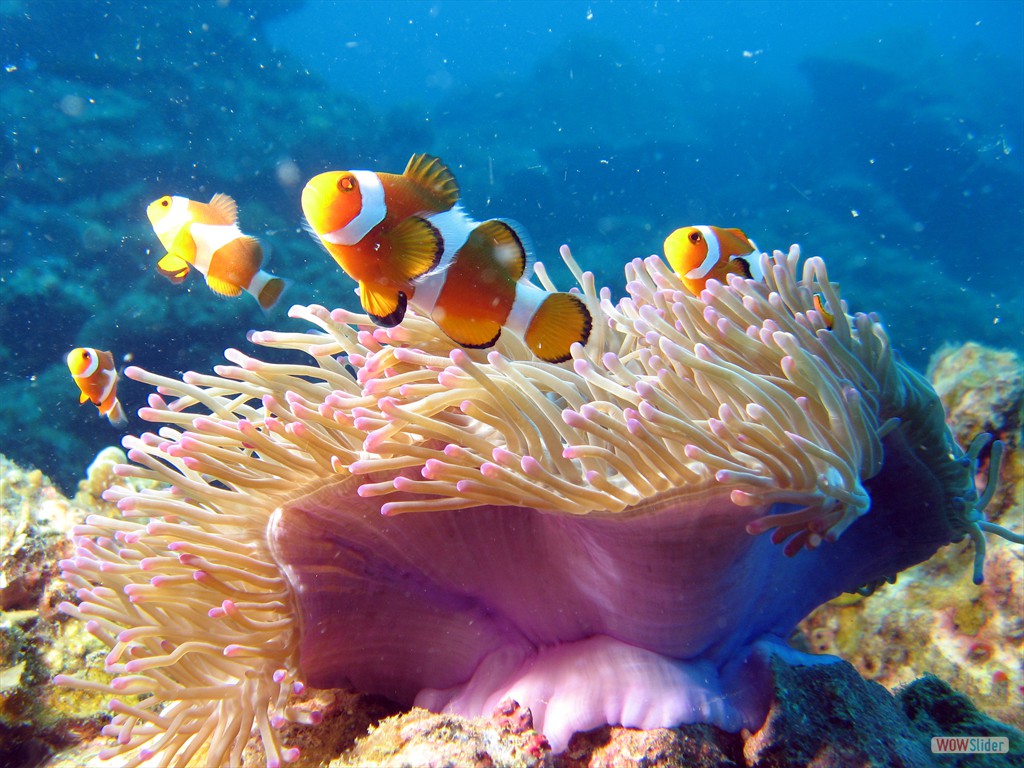 Anemonenfische, Pulau Perhentian