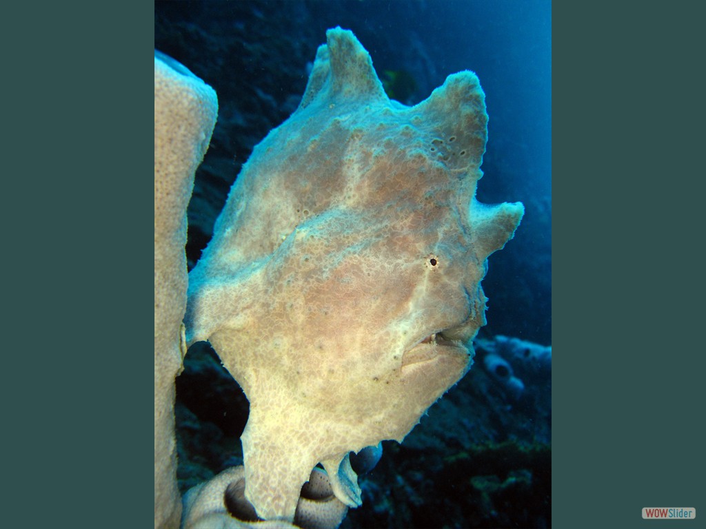 ein blasser Kerl...der Frogfish, (Pescador Island)