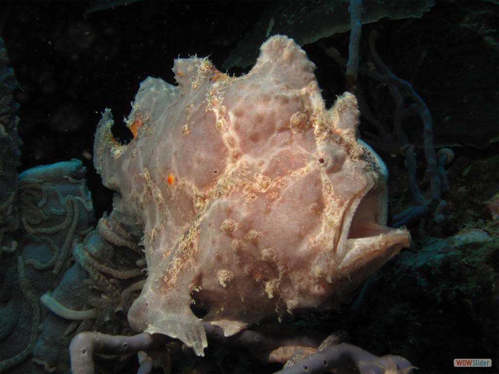 Anglerfisch, hier Frogfish genannt (Pescador Island)