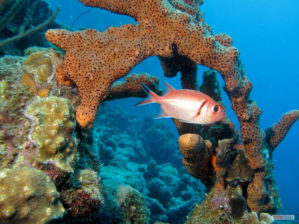 Karibischer Halsband-Soldatenfisch (Salt Pier).