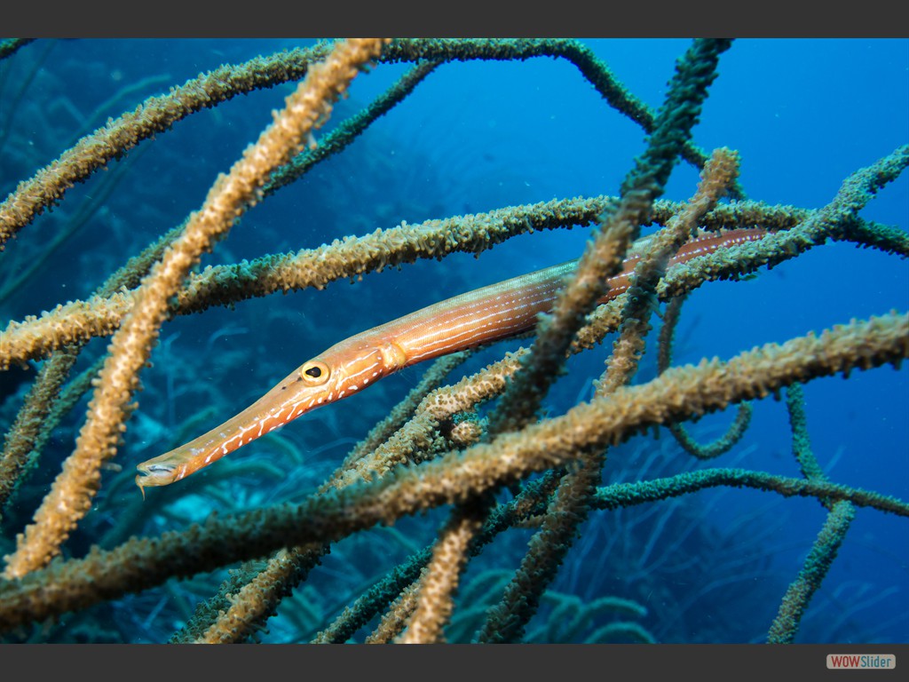 Westatlantischer Trompetenfisch (Chocogo - Yellow Hut).