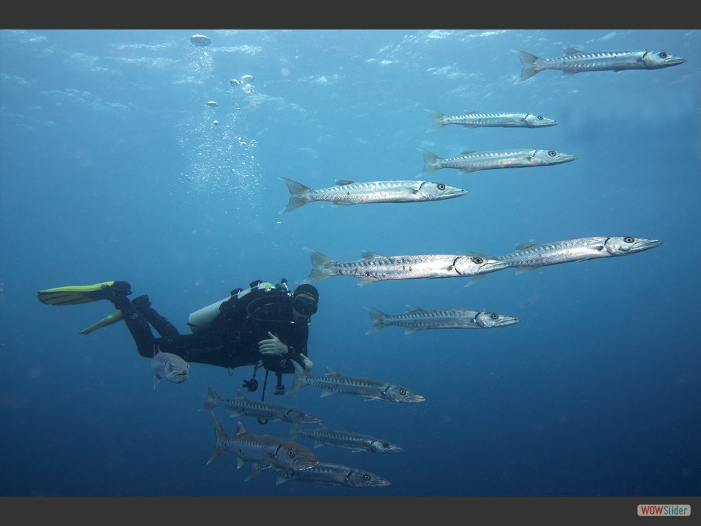 Roman mit Barrakudas vor dem Bug eines Salzschiffes (Salt Pier).