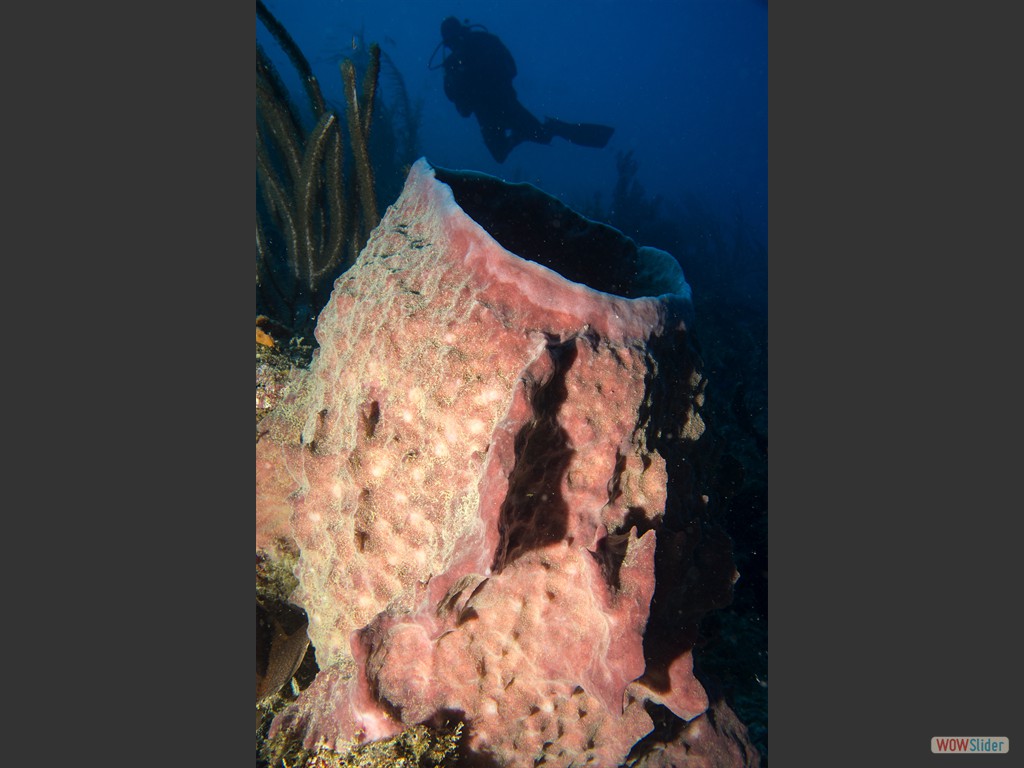 Claas hinter Grossem Vasenschwamm (Willemstoren Lighthouse, Sdkste).