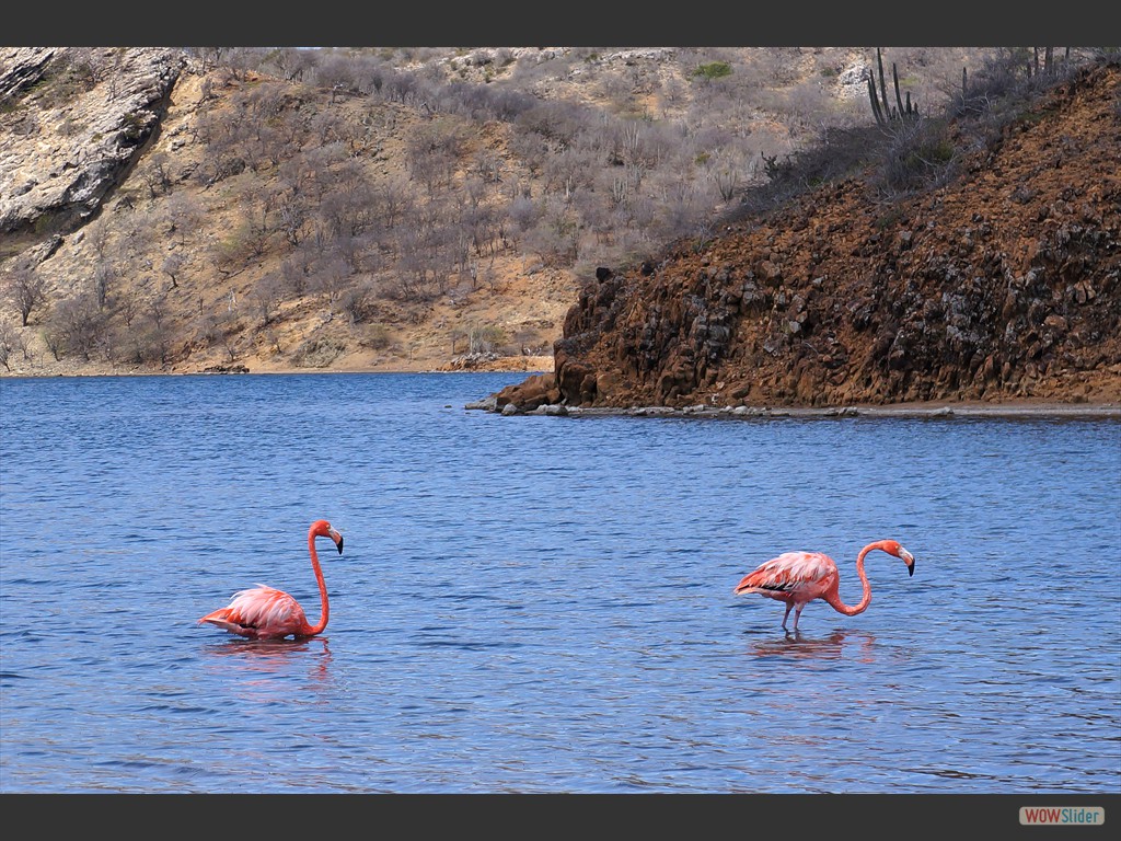 Flamingos (Washington Slagbaai N.P. -Nordkste).