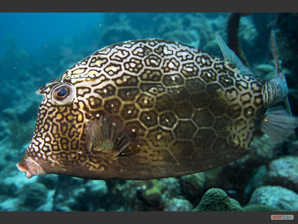 Bienenwaben-Kofferfisch (Boka Bartol - Nordkste).