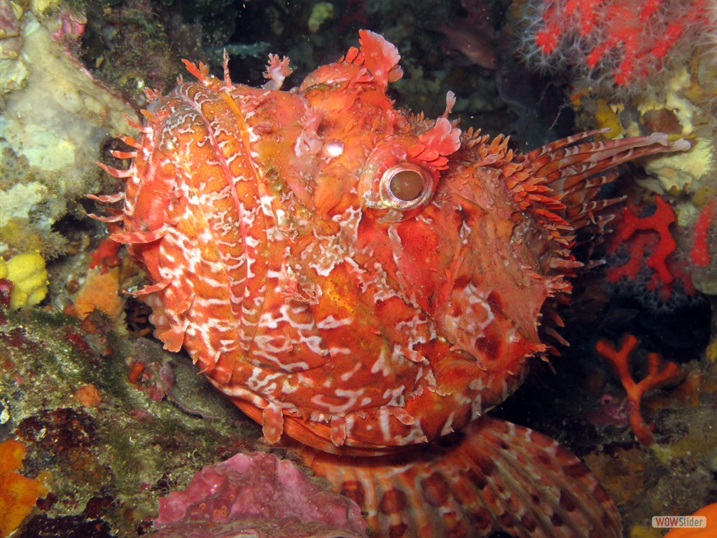 Grosser Drachenkopf, Cala Culip (2009)