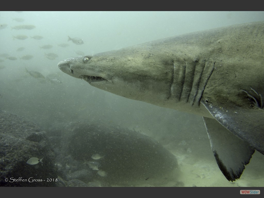 Tauchern gegenber sind die Sandtiger sehr neugierig aber nicht aggressiv.