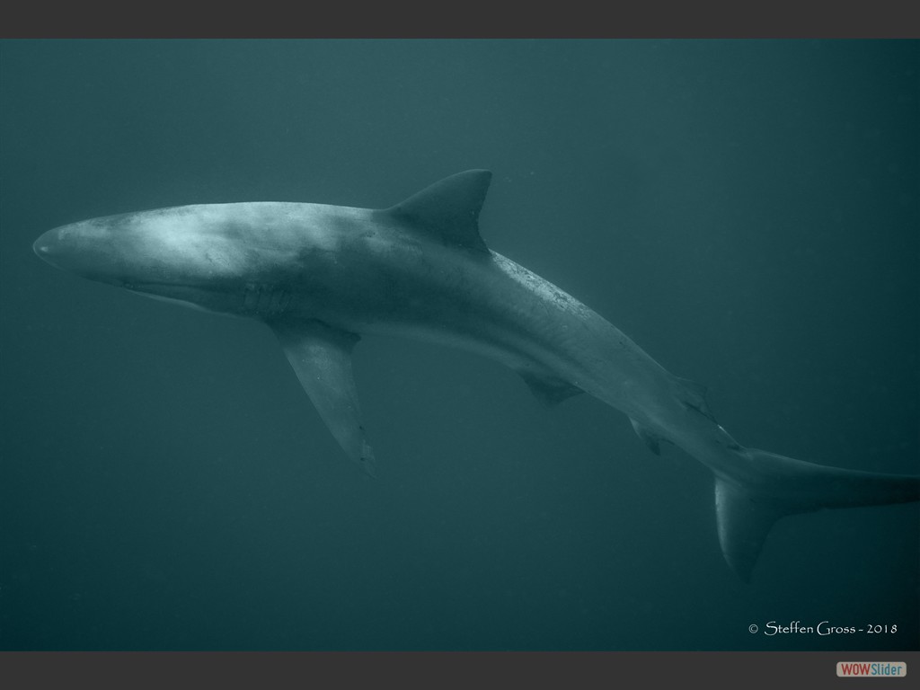 Schwarzhai, auch Dsterer Hai (Dusky Shark).