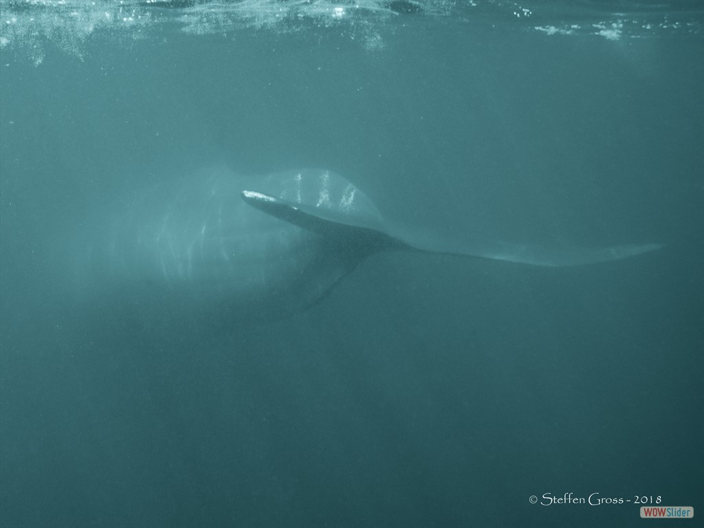 Fluke eines Brydewals, mit einer Lnge von bis zu 15m.