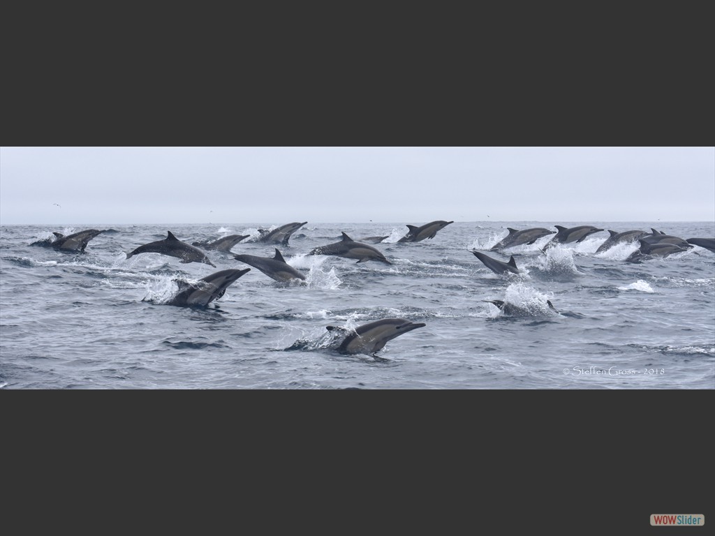 Gemeine Delfinschule, bestehend aus mehreren Hundert Tieren...Ein Indiz fr die Sardinen?